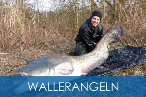 Wallerangeln